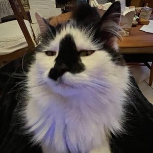 Meet your Posher, Anasui